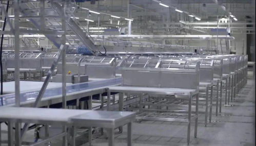 牛來了 柳疃鎮雅拉生態食品產業園進口肉牛屠宰加工能力不斷提升