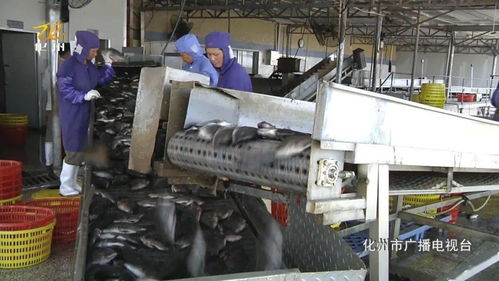 我市水產(chǎn)加工迎 復(fù)蘇 雨嘉水產(chǎn)日收羅非魚10萬公斤