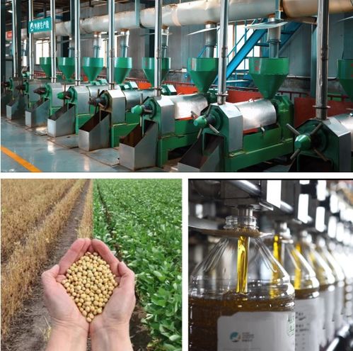 精耕促產業 堅守做實業 西旅生態實業以農產品精深加工為載體助力鄉村產業高質量發展